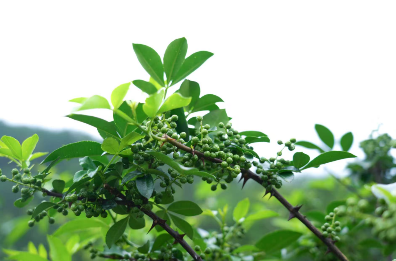 傻的范德萨.png 傻的范德萨.png