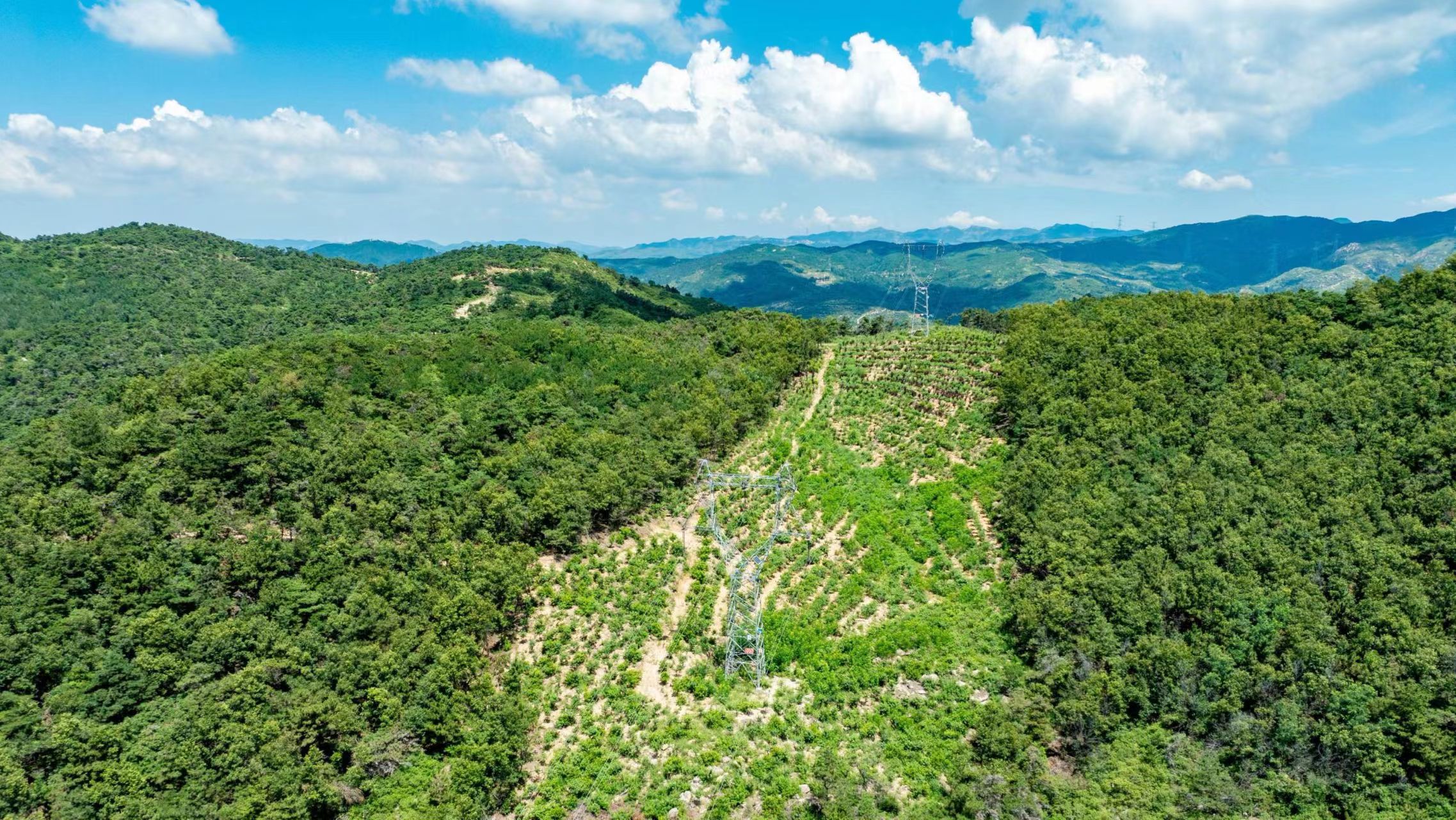 220千伏城川线植被置换后的效果.jpg